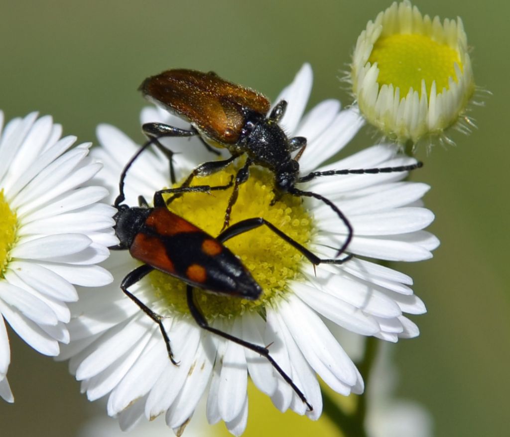 Cerambicidi id.